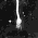 Аватар nocturnal