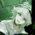 Аватар Nagito Komaeda ХОЙ