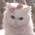 Аватар Шейх котик